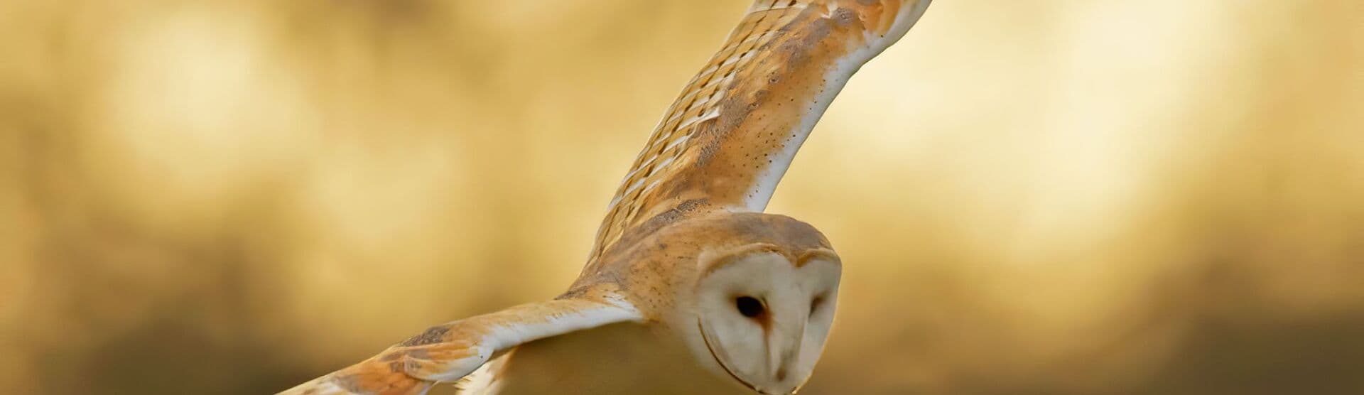 What a Hoot! Wild Child Workshop at Crickley Hill