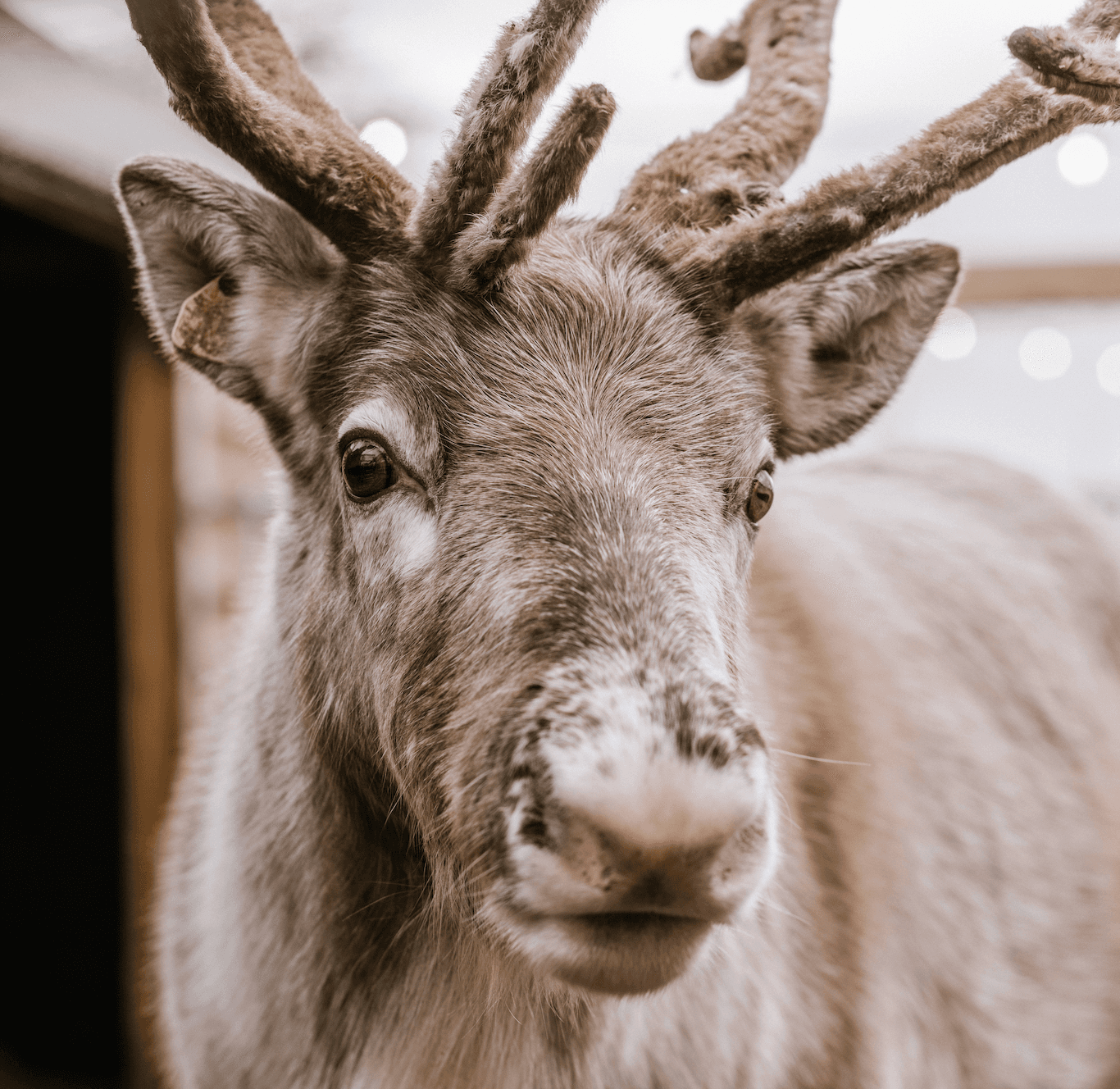 Meet & Feed Our Jolly Nice Reindeer 2026