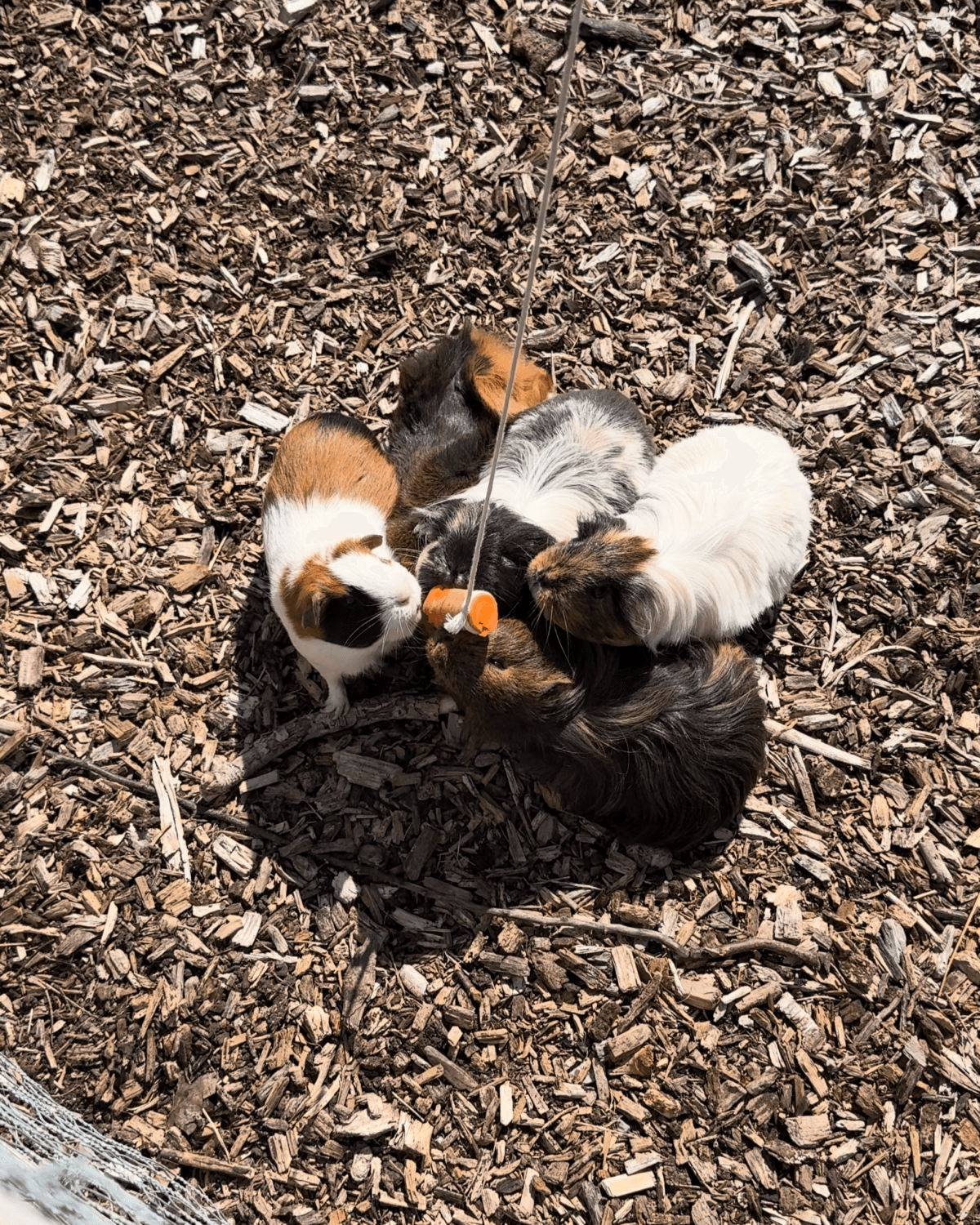 Guinea Pig Fishing at Fairfield Animal Centre