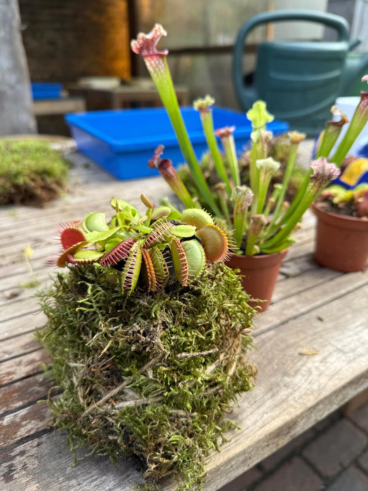 Make Your Own Carnivorous Kokedama!