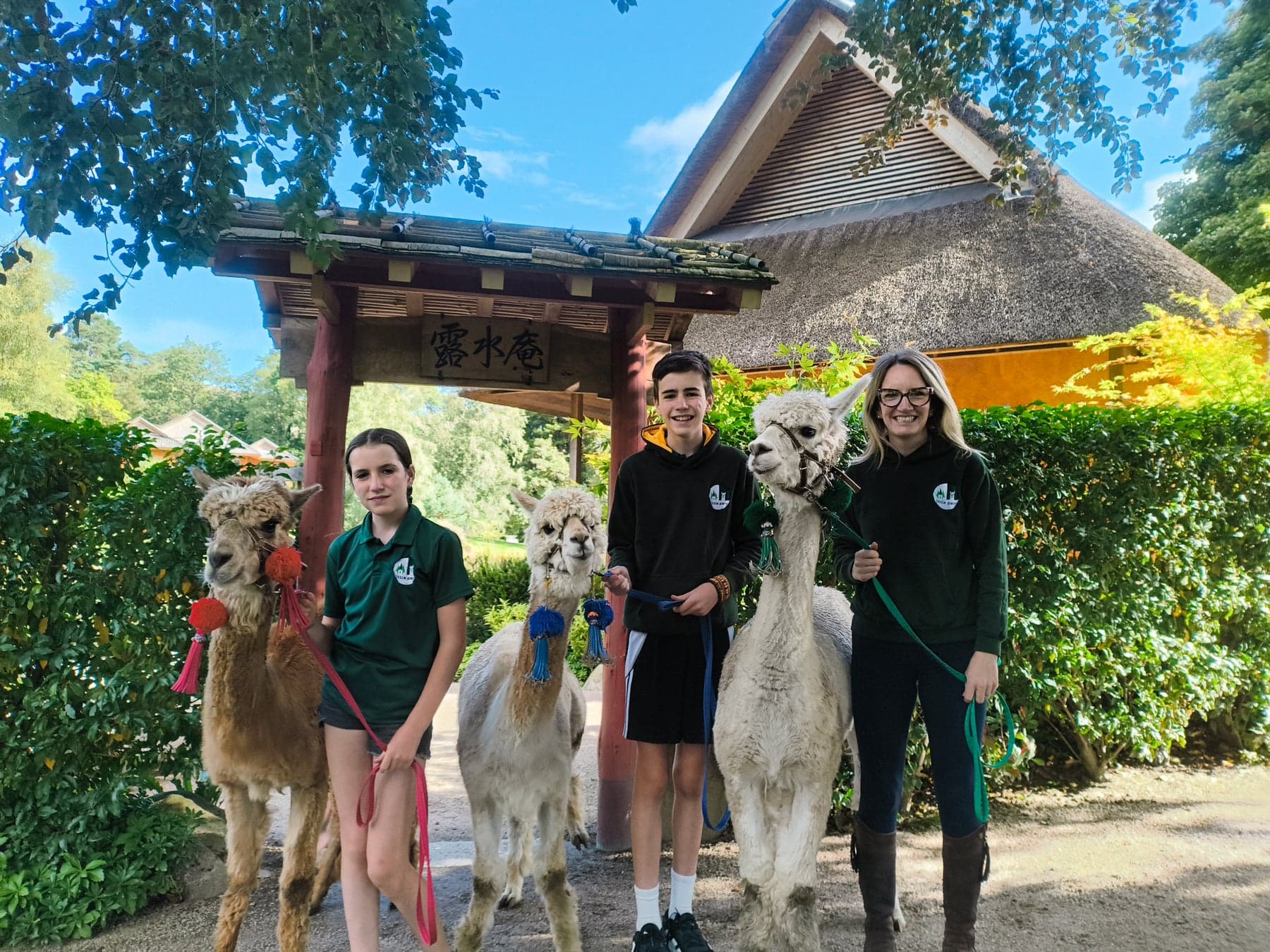 An Afternoon with Alpacas