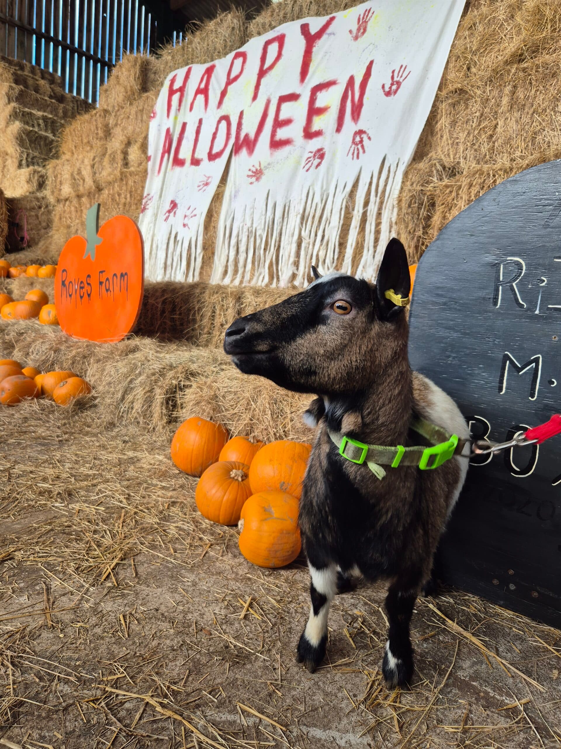 Halloween at Roves Farm