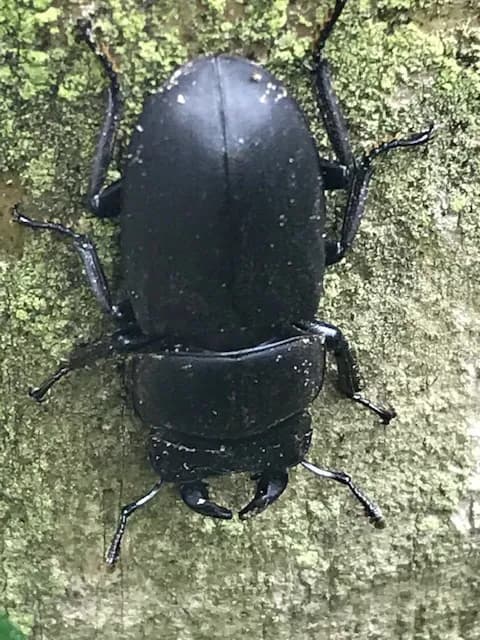 Batty Bug Hunting