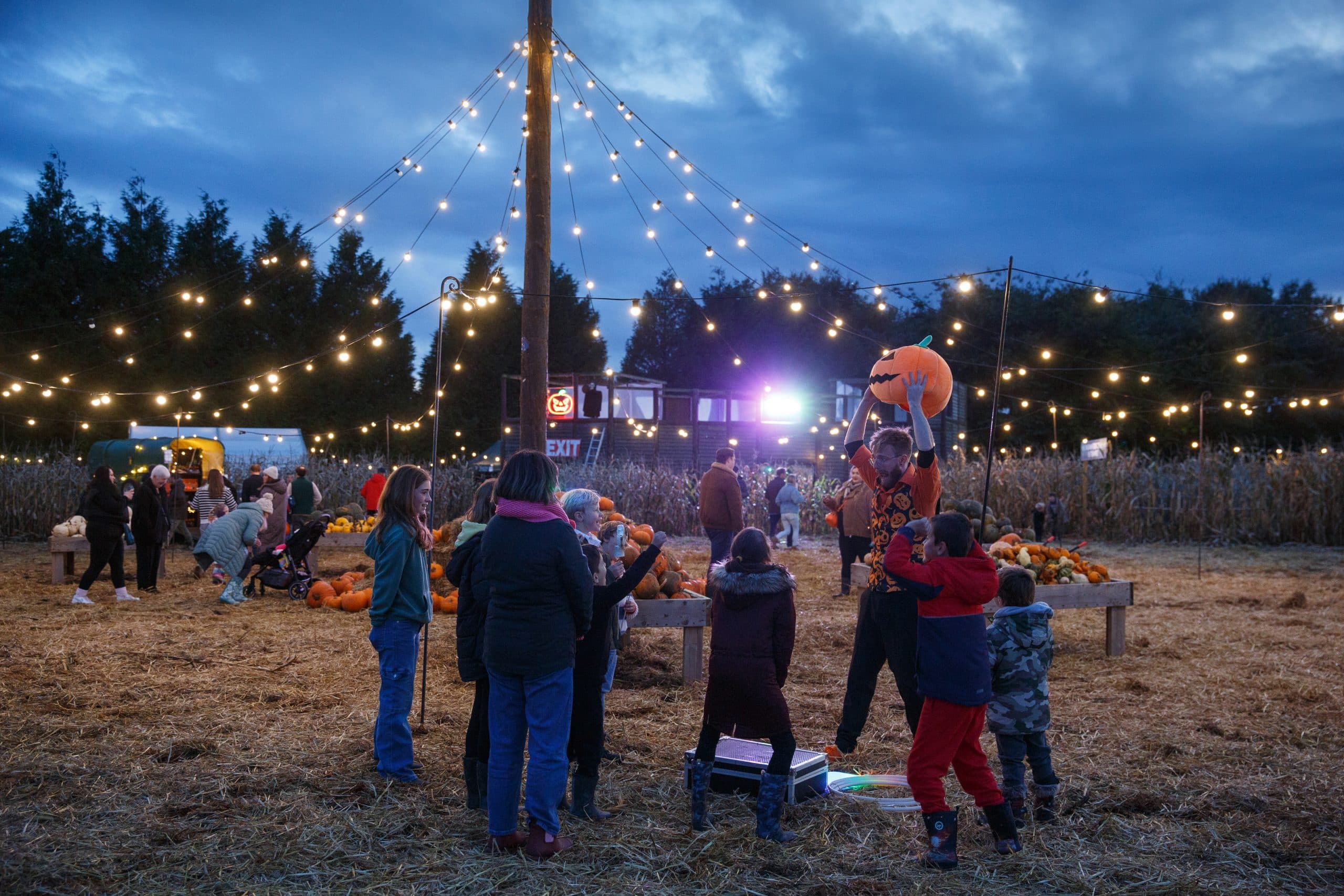 Pumpkins by Night at Millets Farm