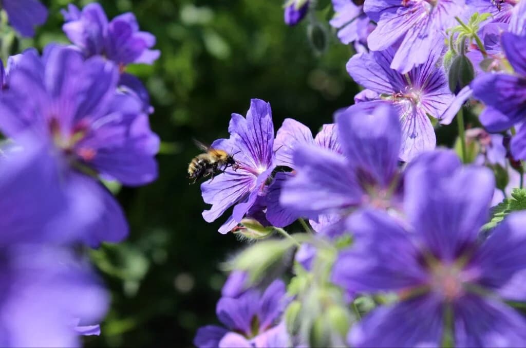 Buzz Club in the Walled Garden