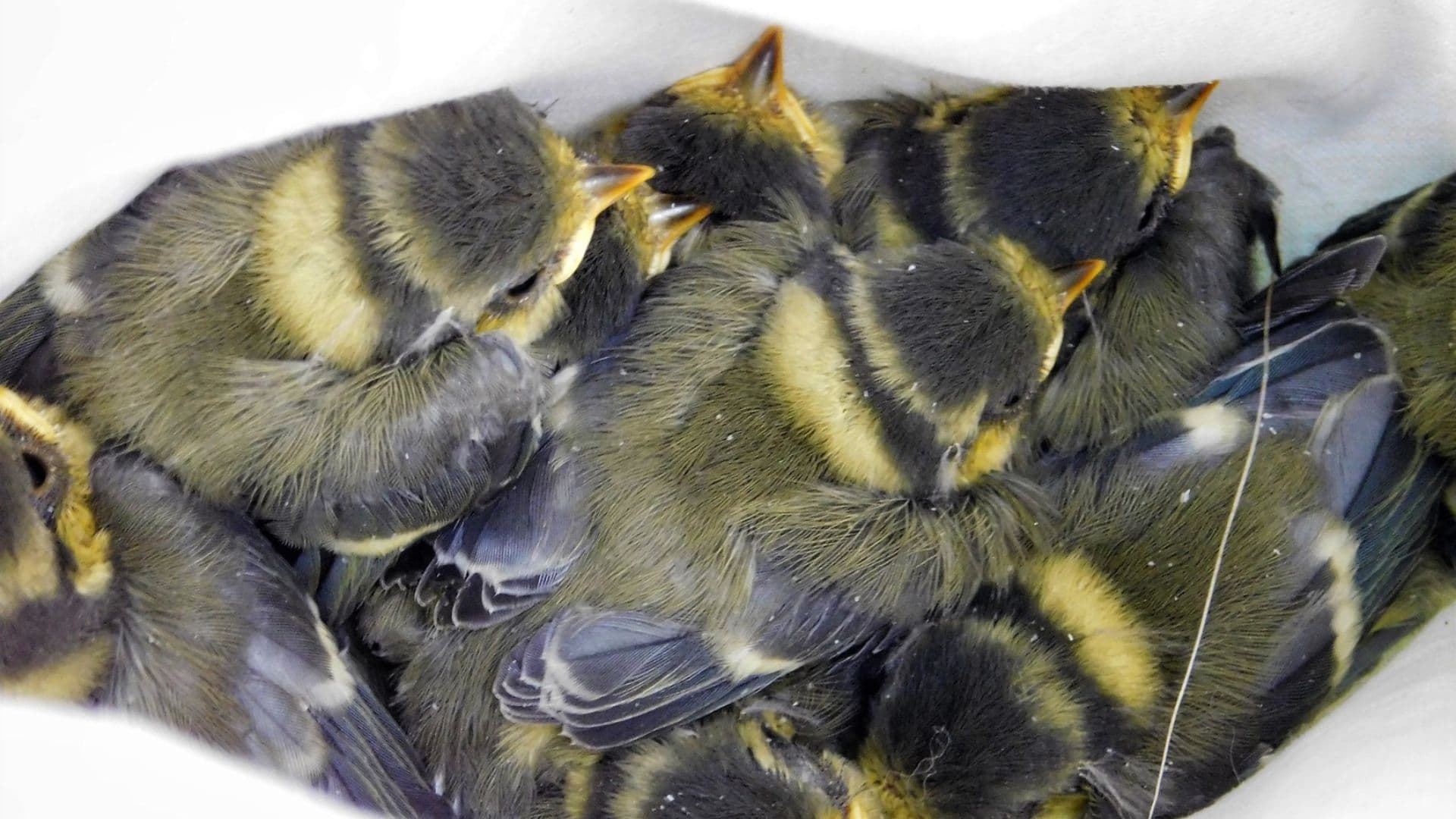 Nest Box Talk