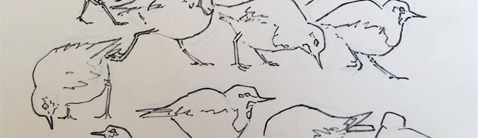 Cley Marshes - Wilder Youth Sessions (11 - 17 yrs) - Bird ringing demo