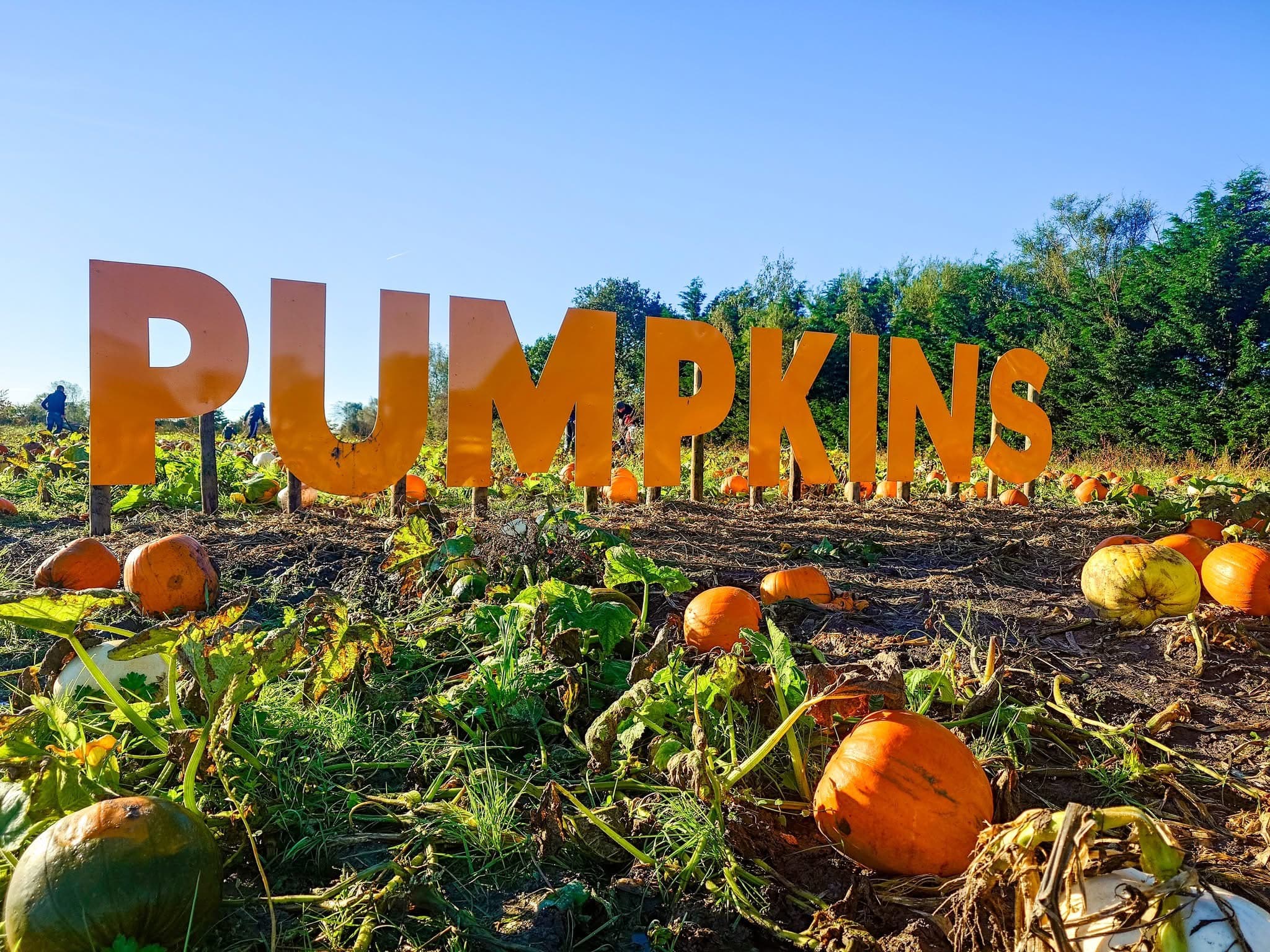 Grange Farm Pumpkin Festival 2026