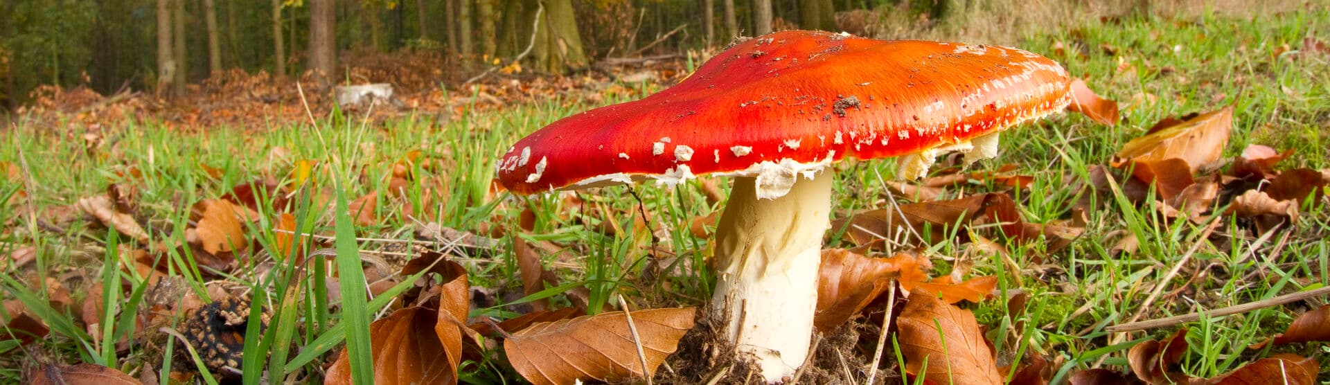 Championing Nature: Urban Nature Club at Walthamstow Wetlands - Fungi