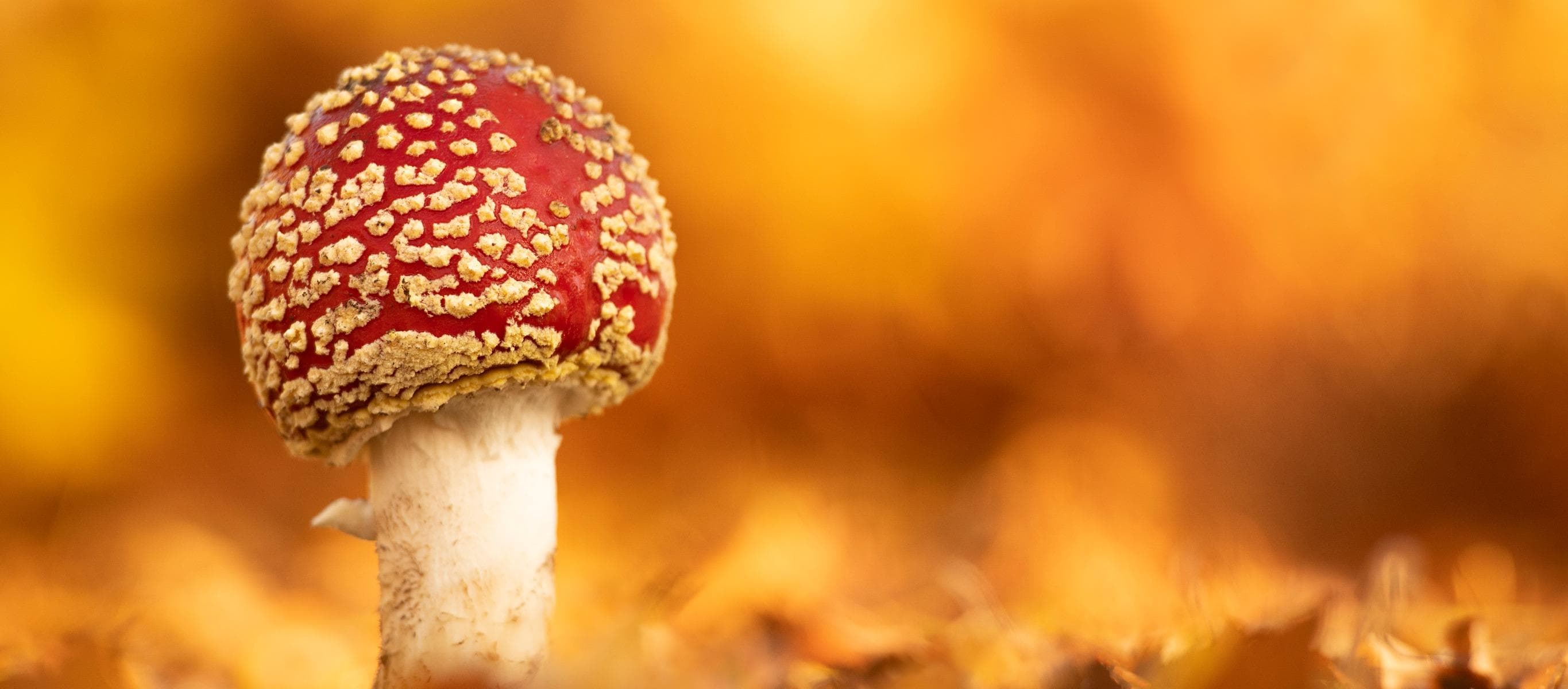 Fabulous Fungi Walk for Families!