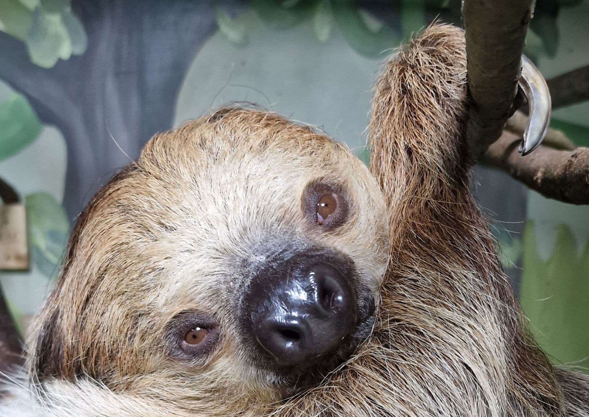 International Sloth Day