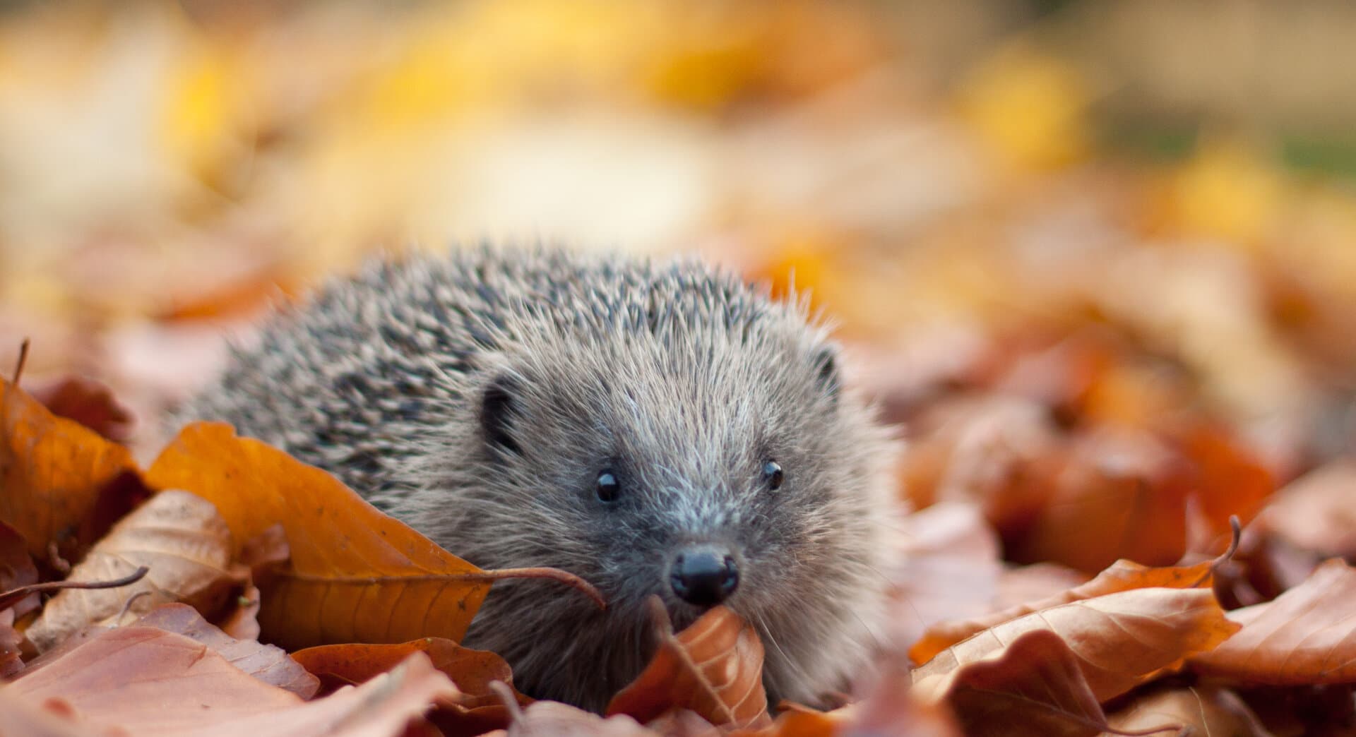 Championing Nature: Autumn Nature Discovery at Camley Street Natural Park