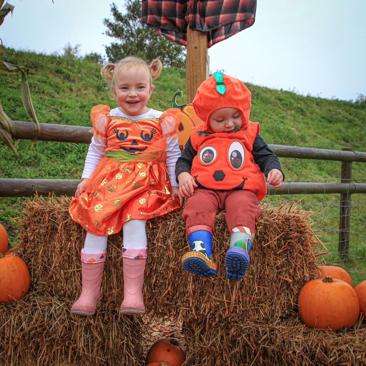 Pick Your Own Pumpkin at Wheelgate Park