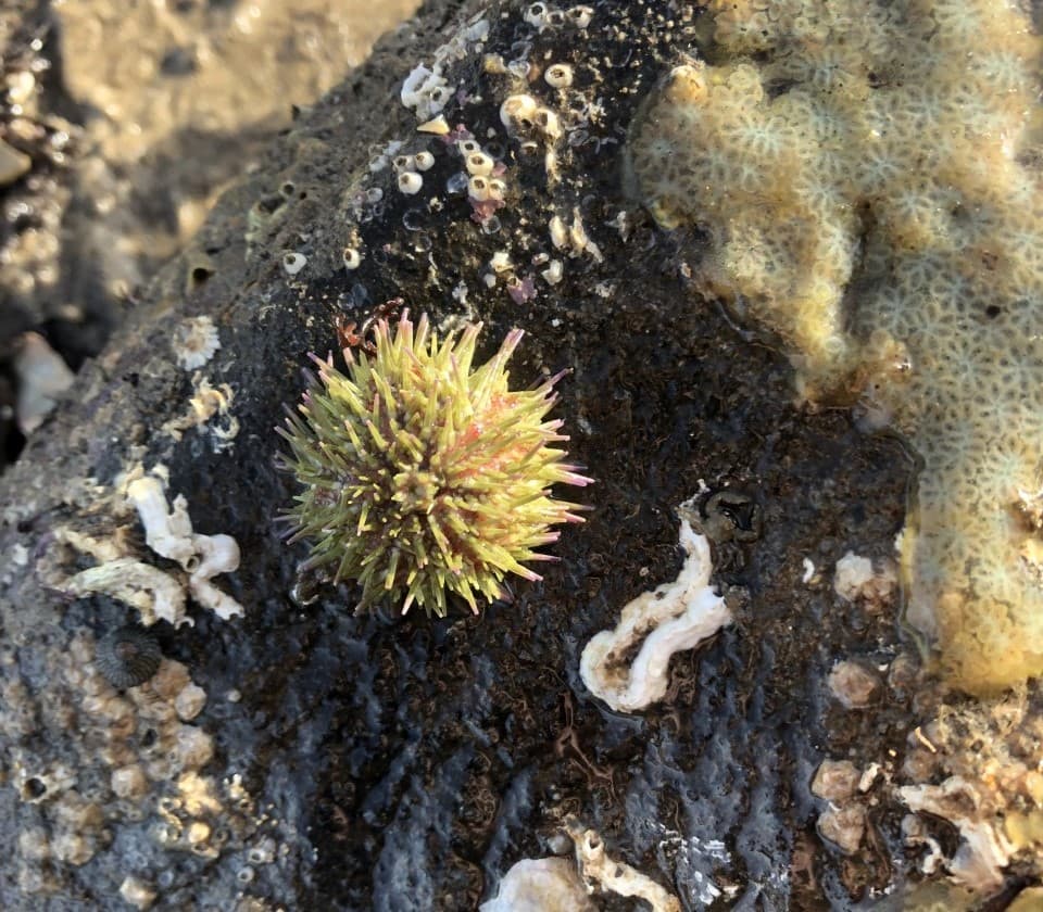 Extreme Rockpool Safari - South Bay, Scarborough