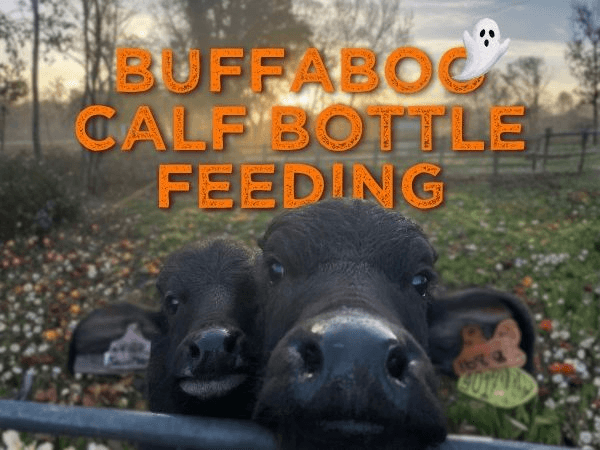 BuffaBOO Calf Bottle Feeding - 2026