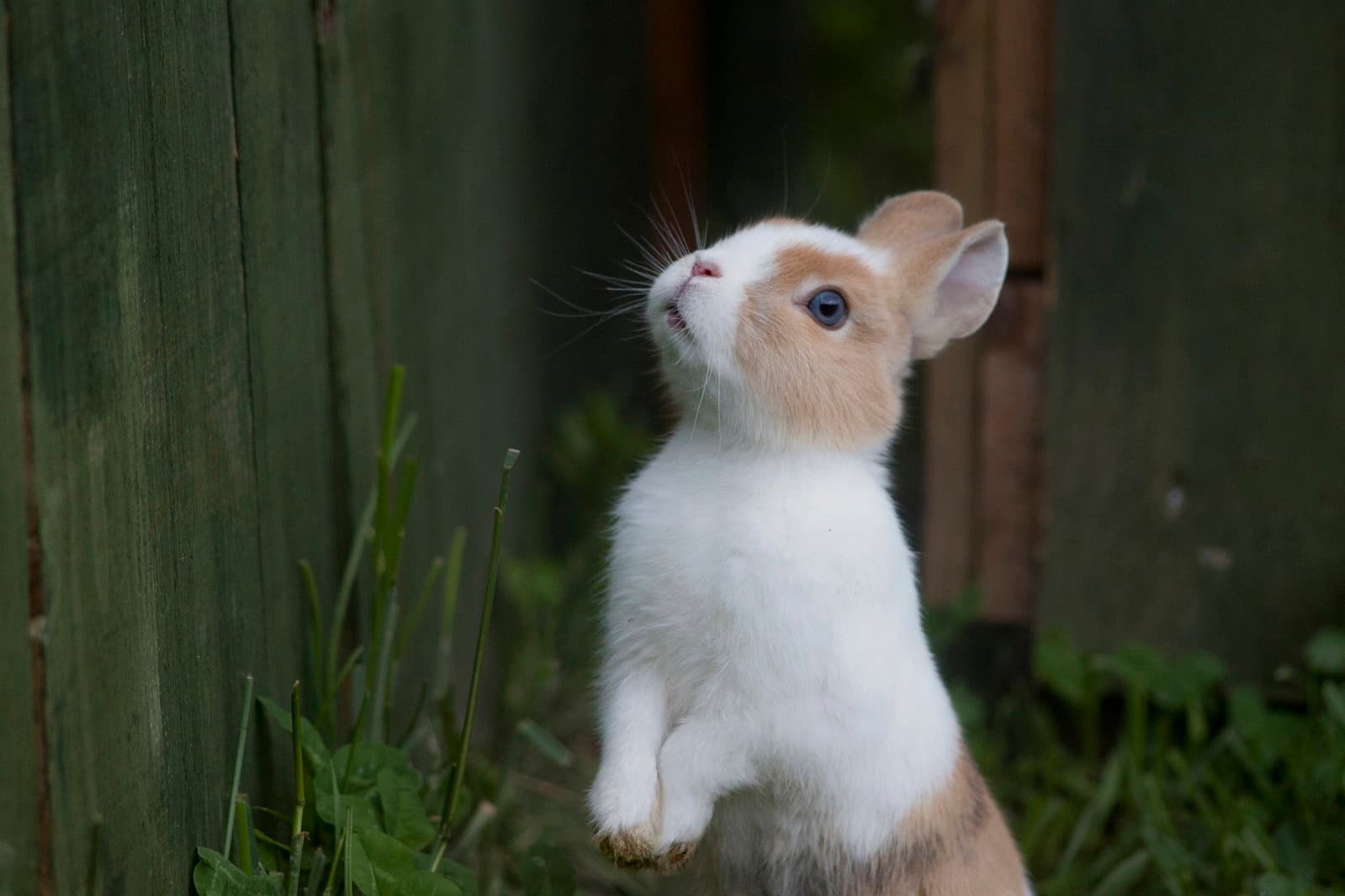 Easter EGGSTRAVAGANZA