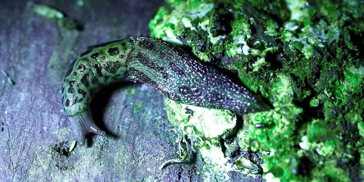 Family Biofluorescence Experience in Nature