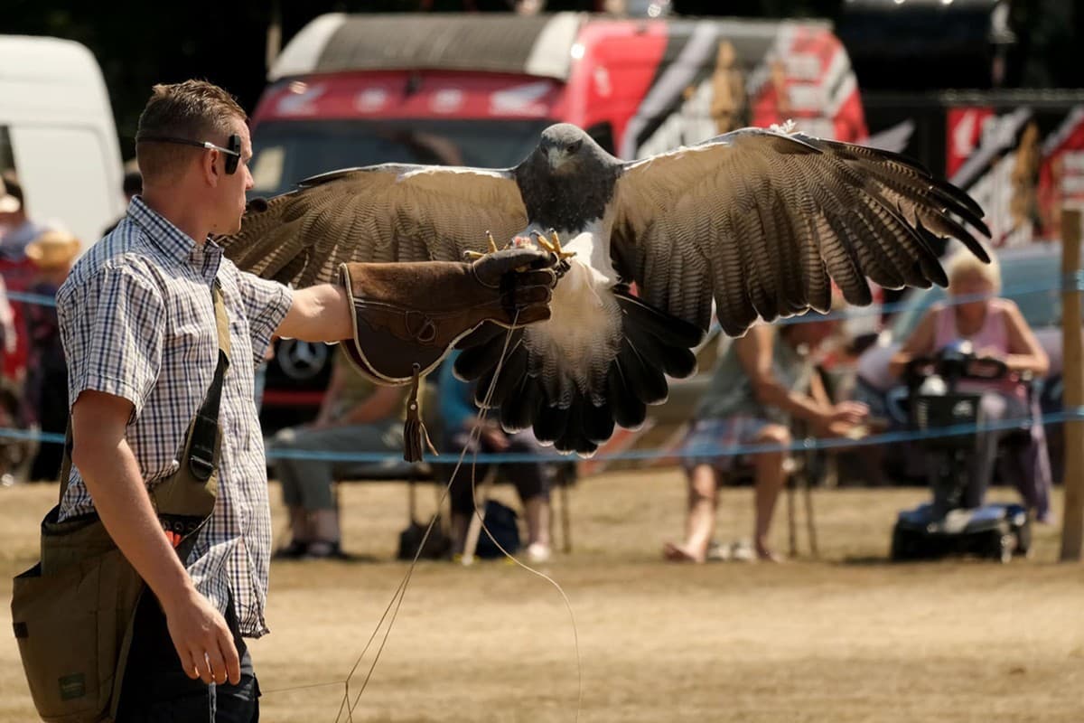 Wye Valley Falconry