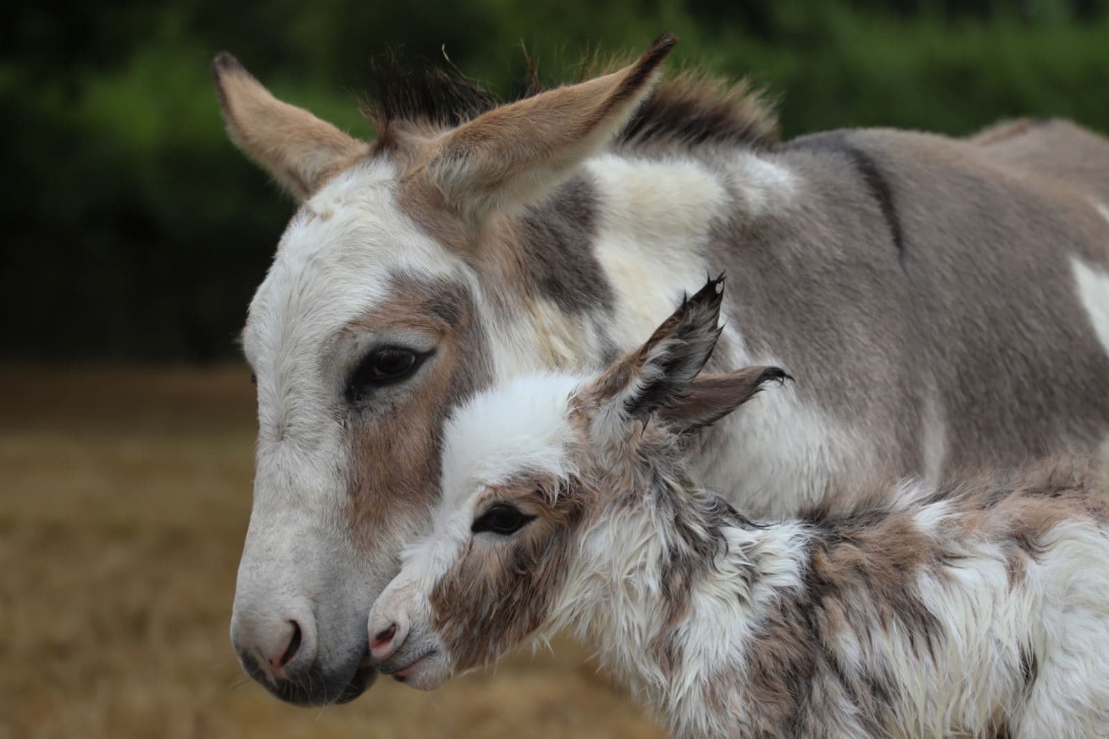All Ages Farm Open Day