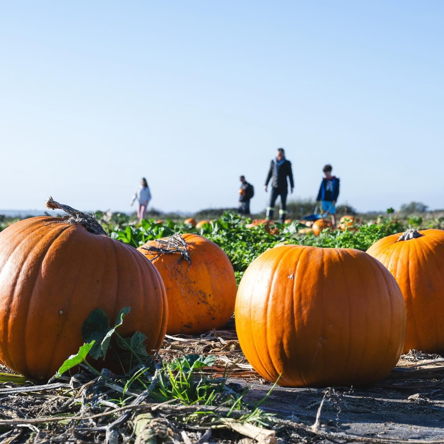 Half Term Halloween Fun at Southwold Pumpkin Patch