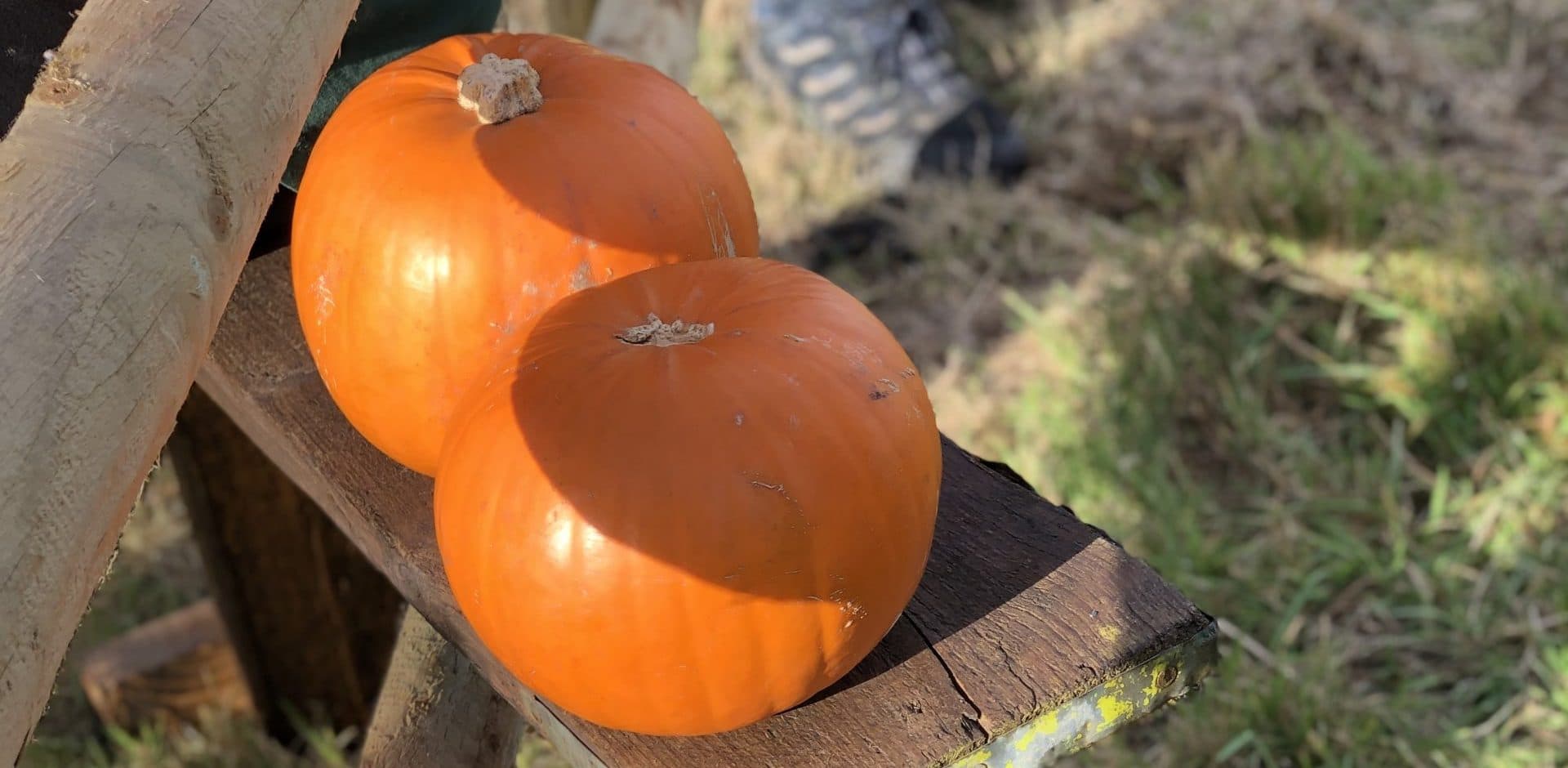 Mini Farmers Halloween Special