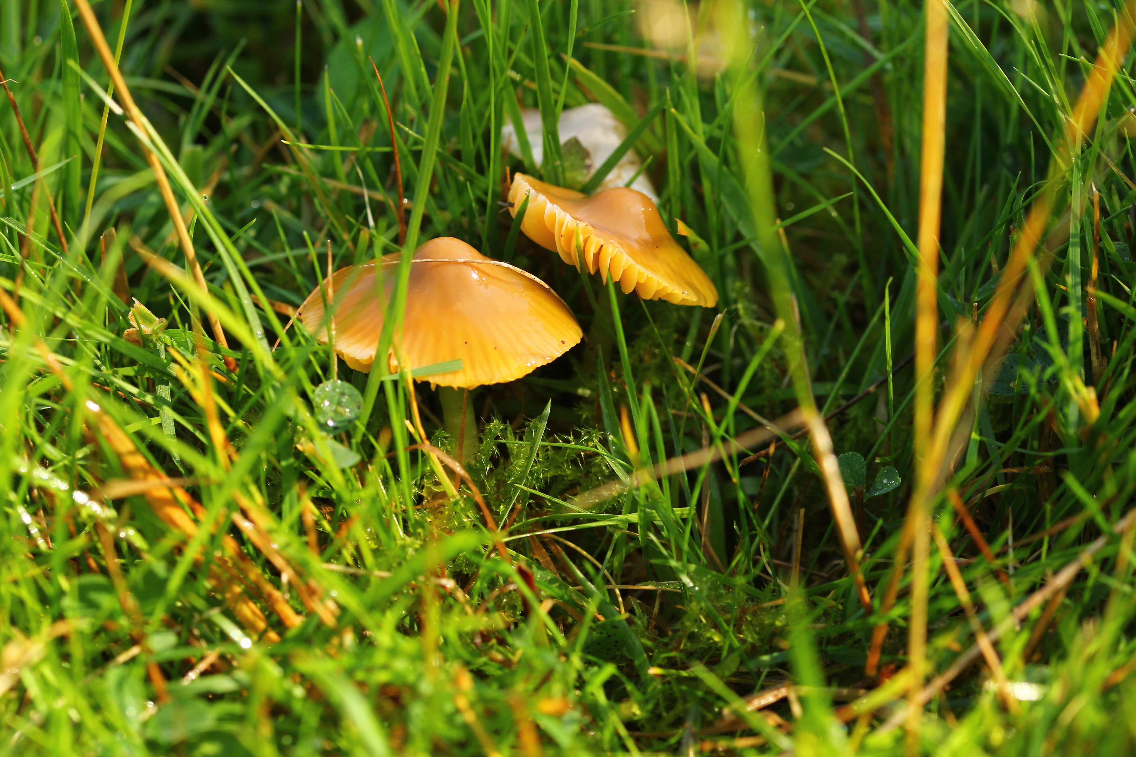 Toadstools, bones and crafts