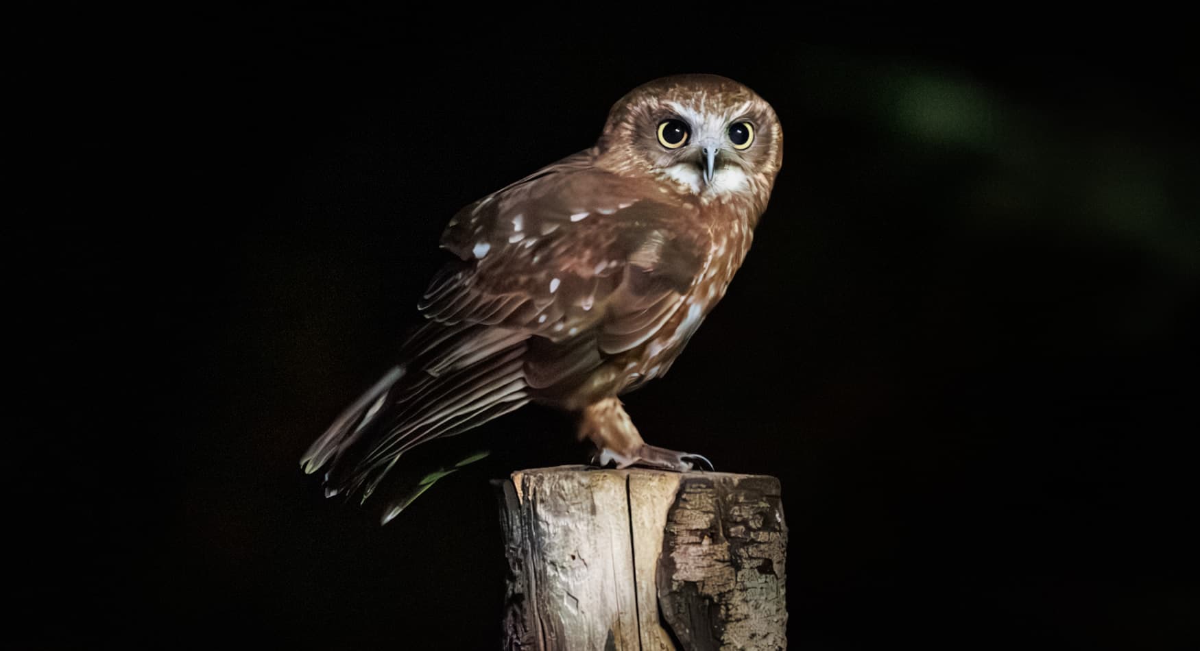 All Owls Eve
