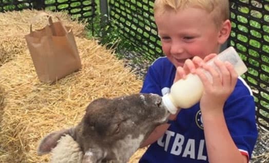 Lambing Time at Hall Hill Farm