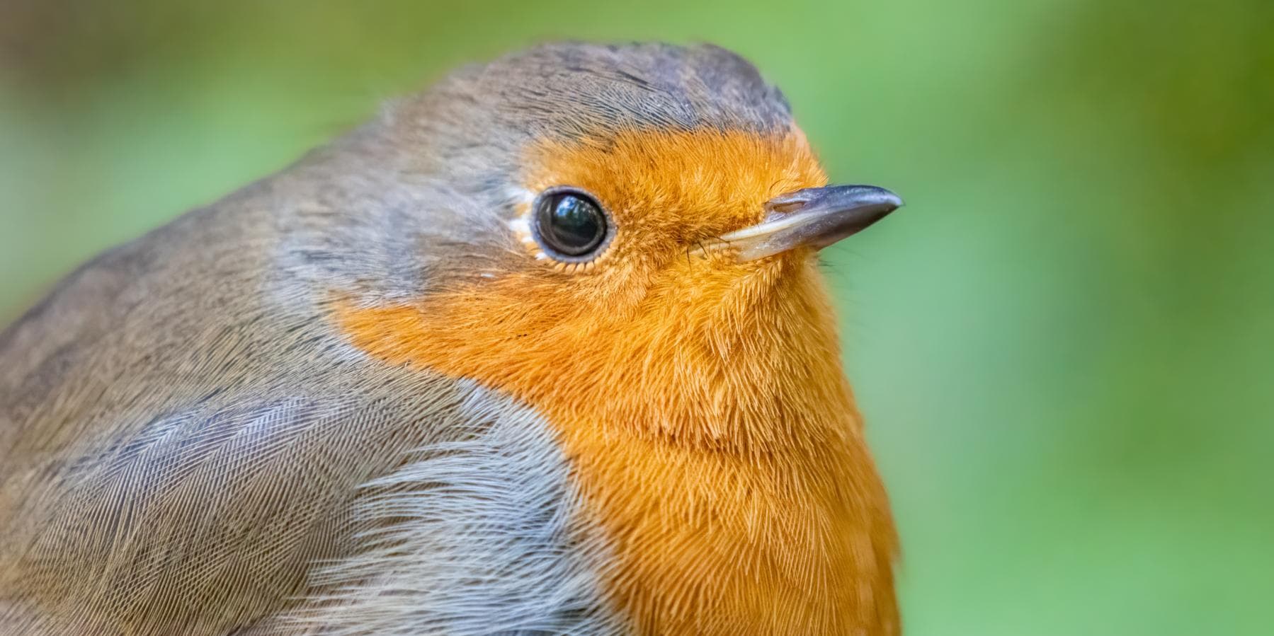 Discover the Art of Wildlife Photography - Winter Magic at RSPB Bempton Cliffs