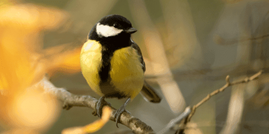 Bird Watching for Beginners - Guided Walk at RSPB Ham Wall