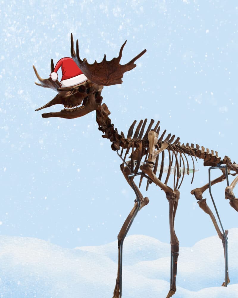 Horace’s Merry Chris-Moose!