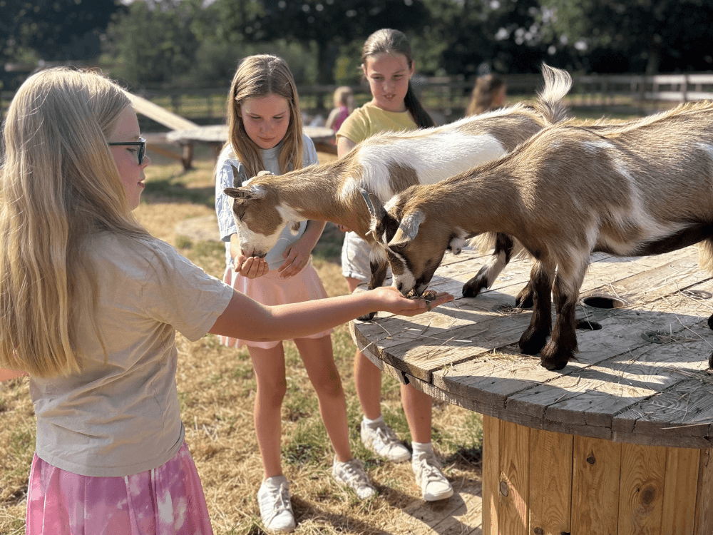 Pygmy Playdates at Millets Farm