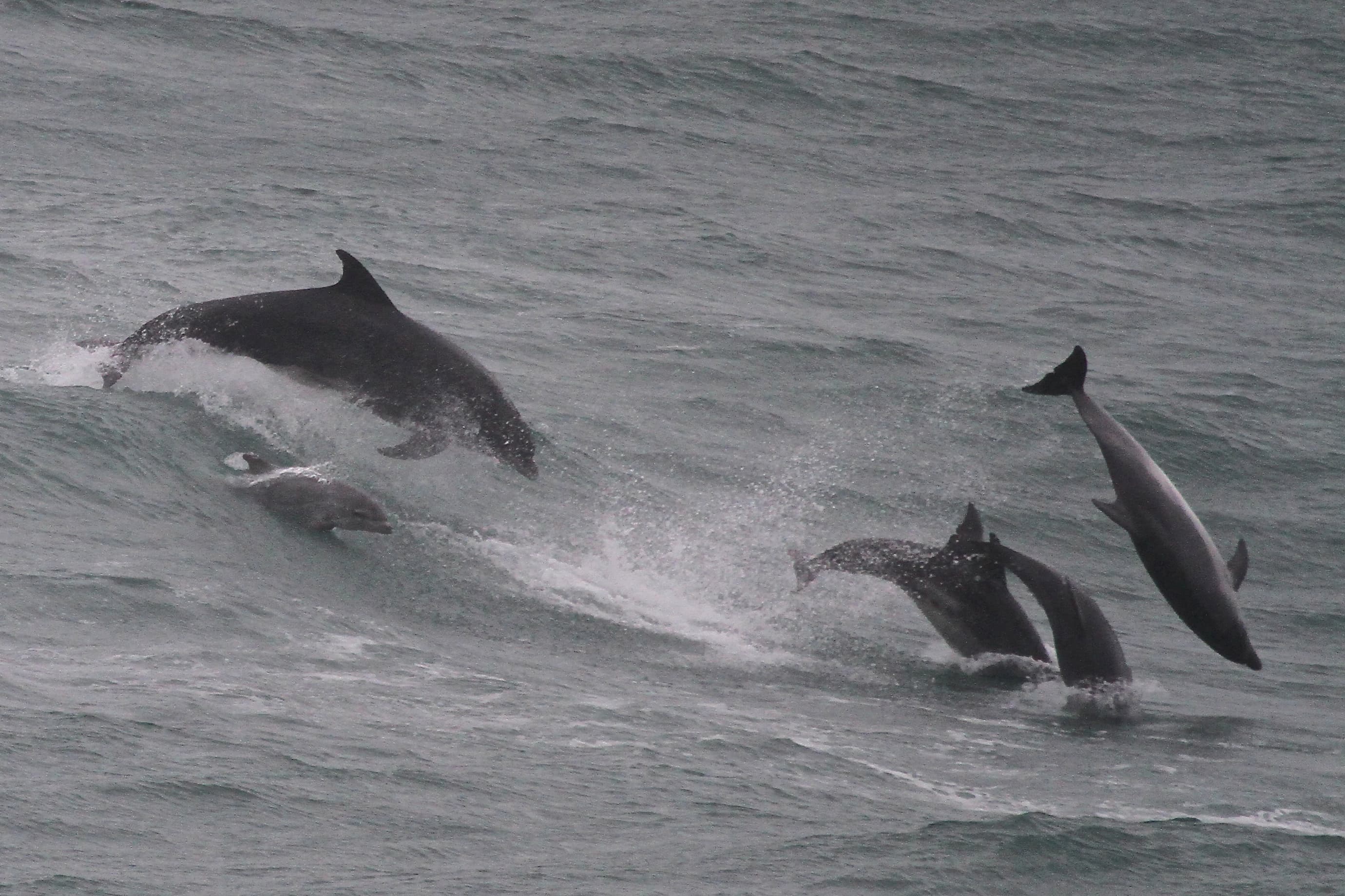 Dolphins and the Deep Blue Sea