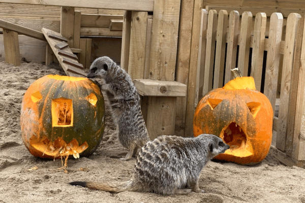 Halloween at The Meadows Wildlife Park