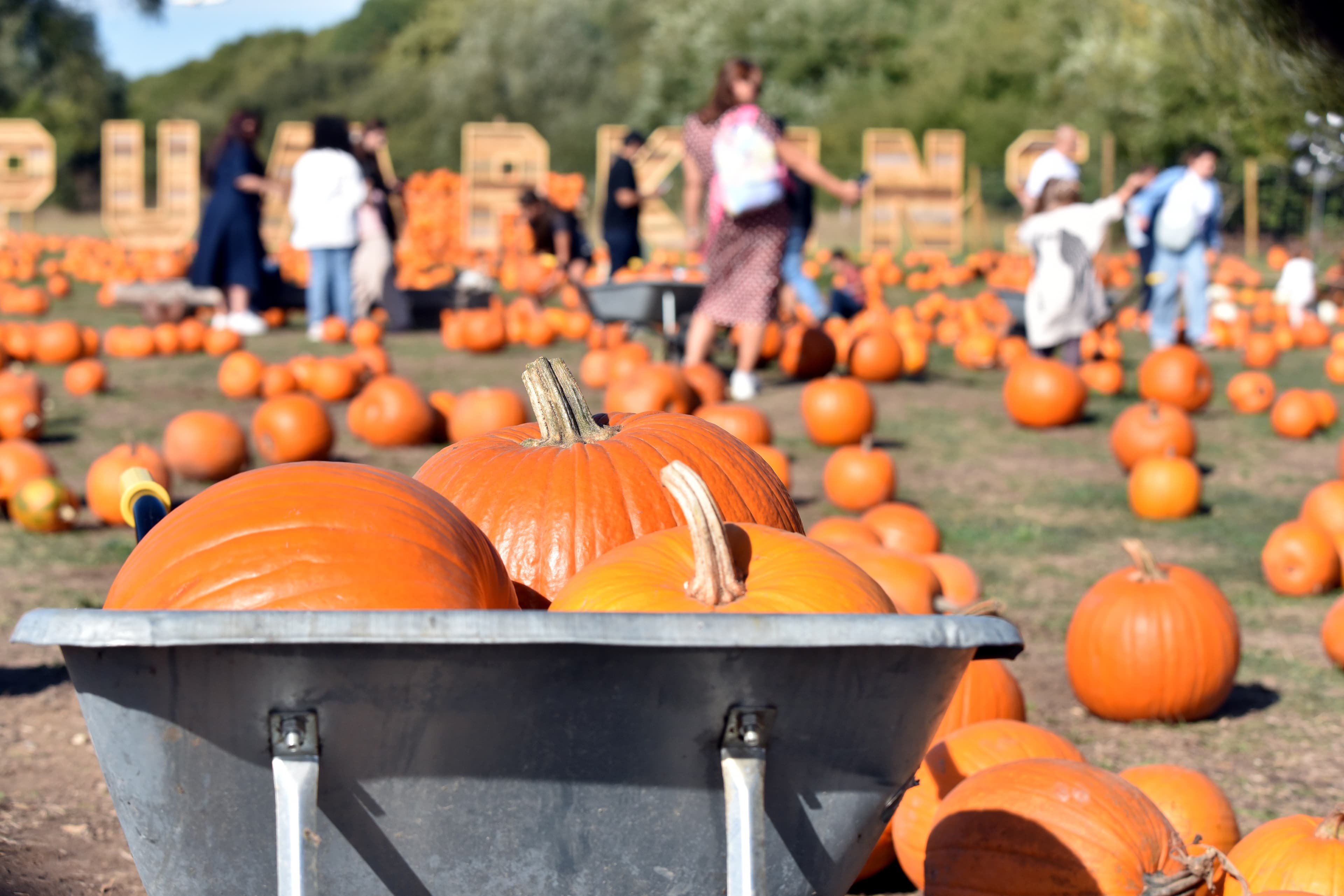 Pumpkin Nights at Hobbledown Heath