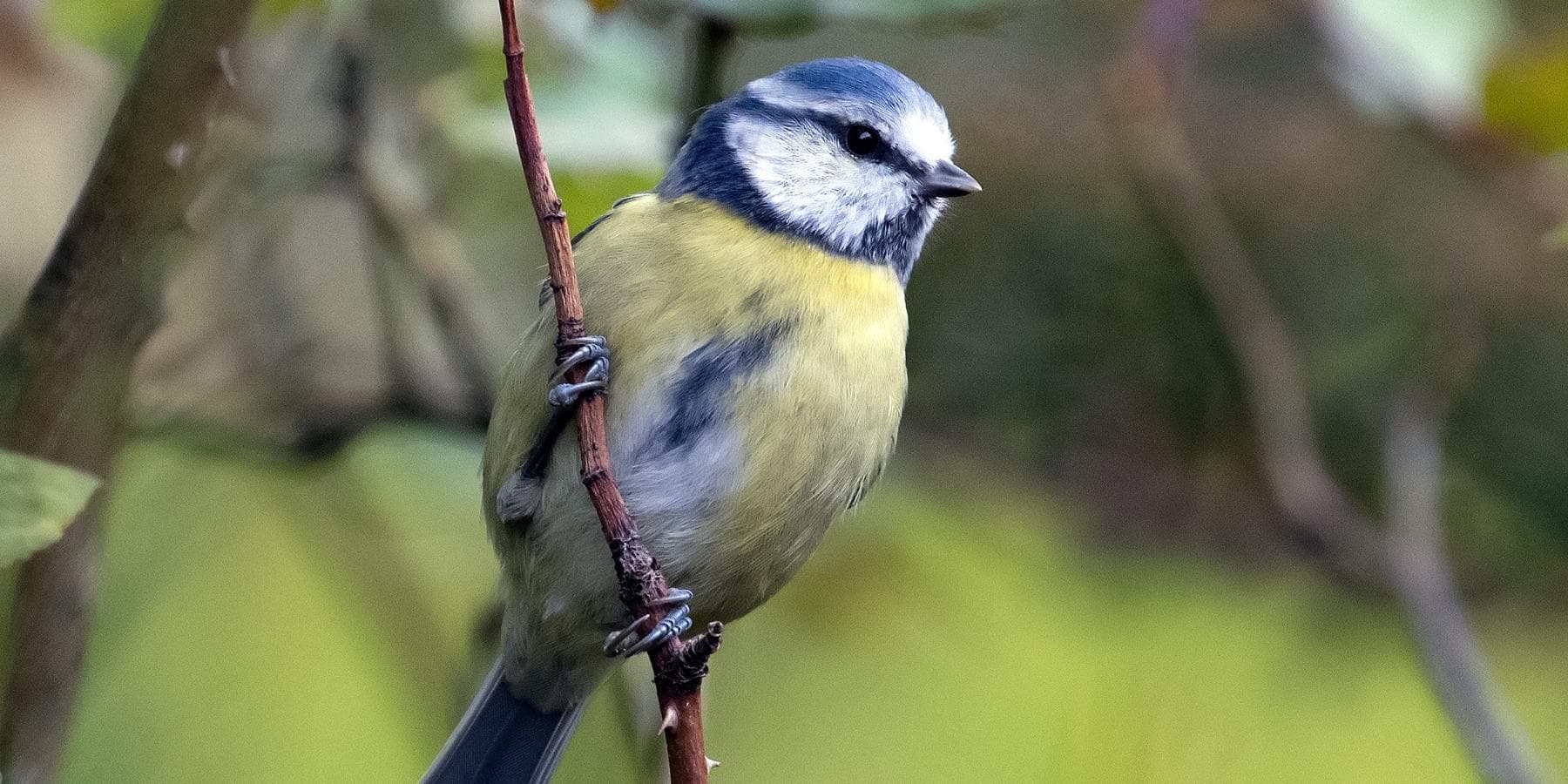 Birds for Beginners