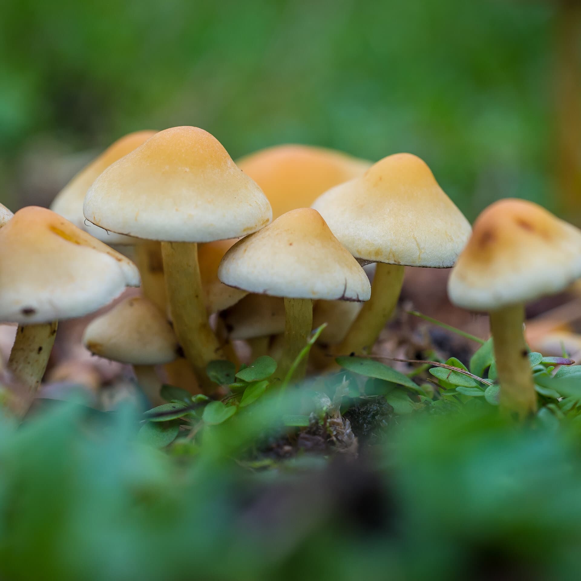 After Dark: UV Fungi Walk