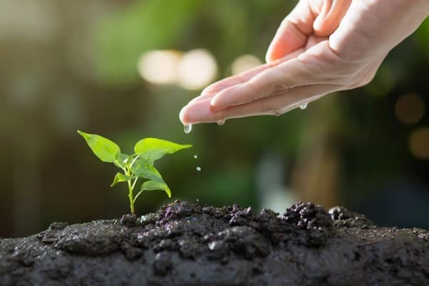 Seed Planting