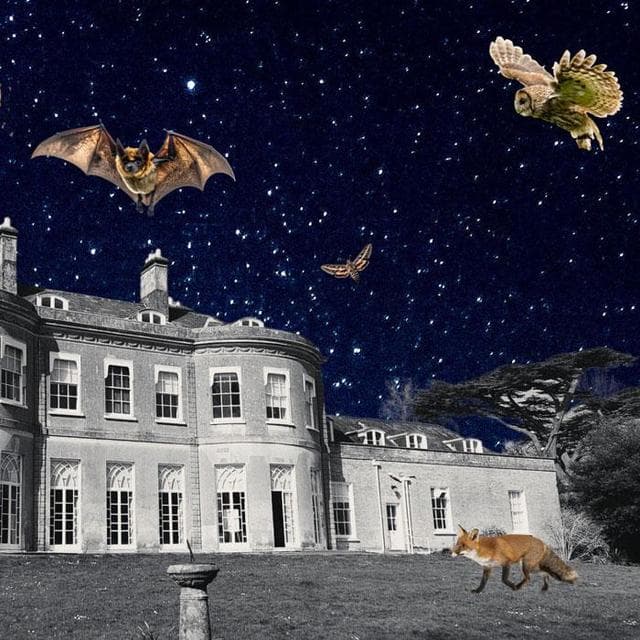 Nocturnal Discovery Walk
