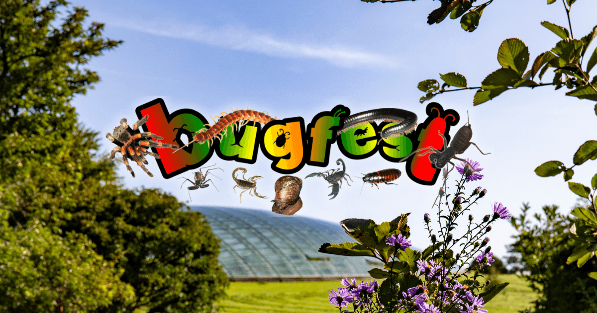 The Wild and Deadly Show with Bugfest