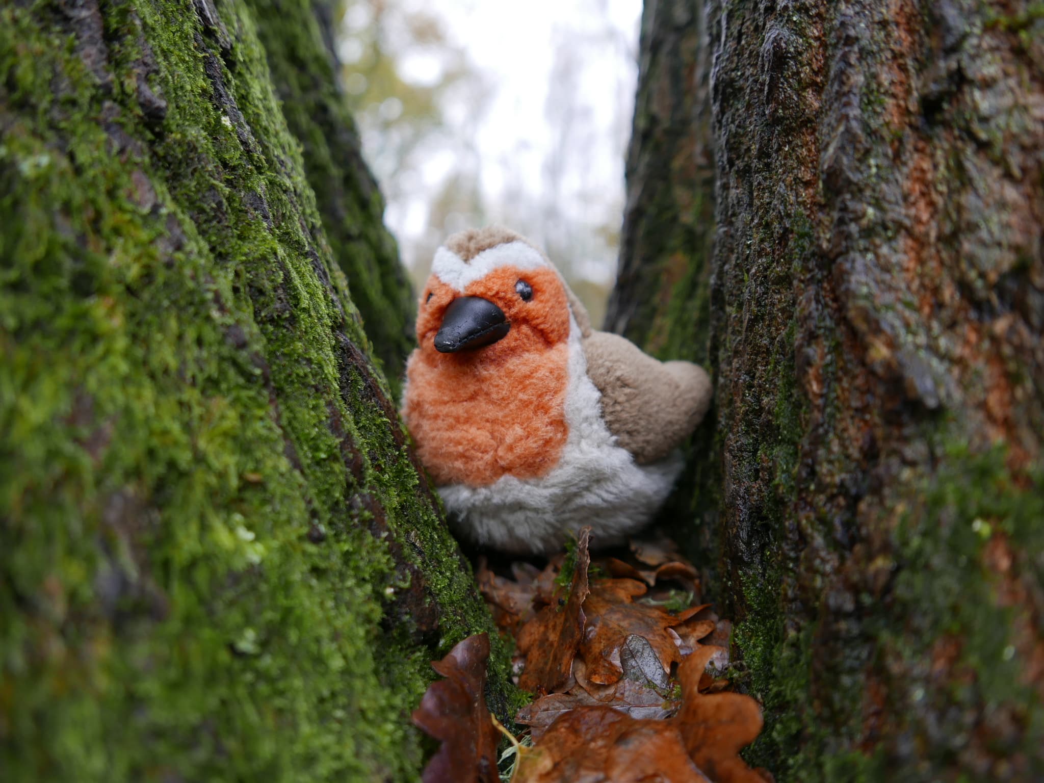 Festive Family Wild Play at Swanwick Lakes - Weekend Event