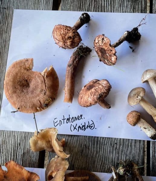 Family Fungi Walk & Talk
