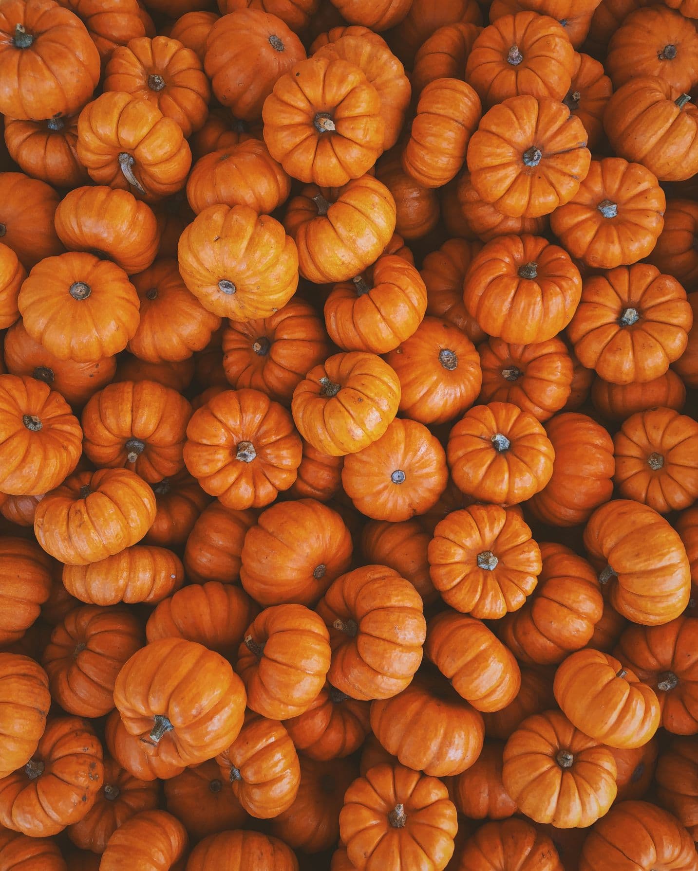 Mini Pumpkin Decorating