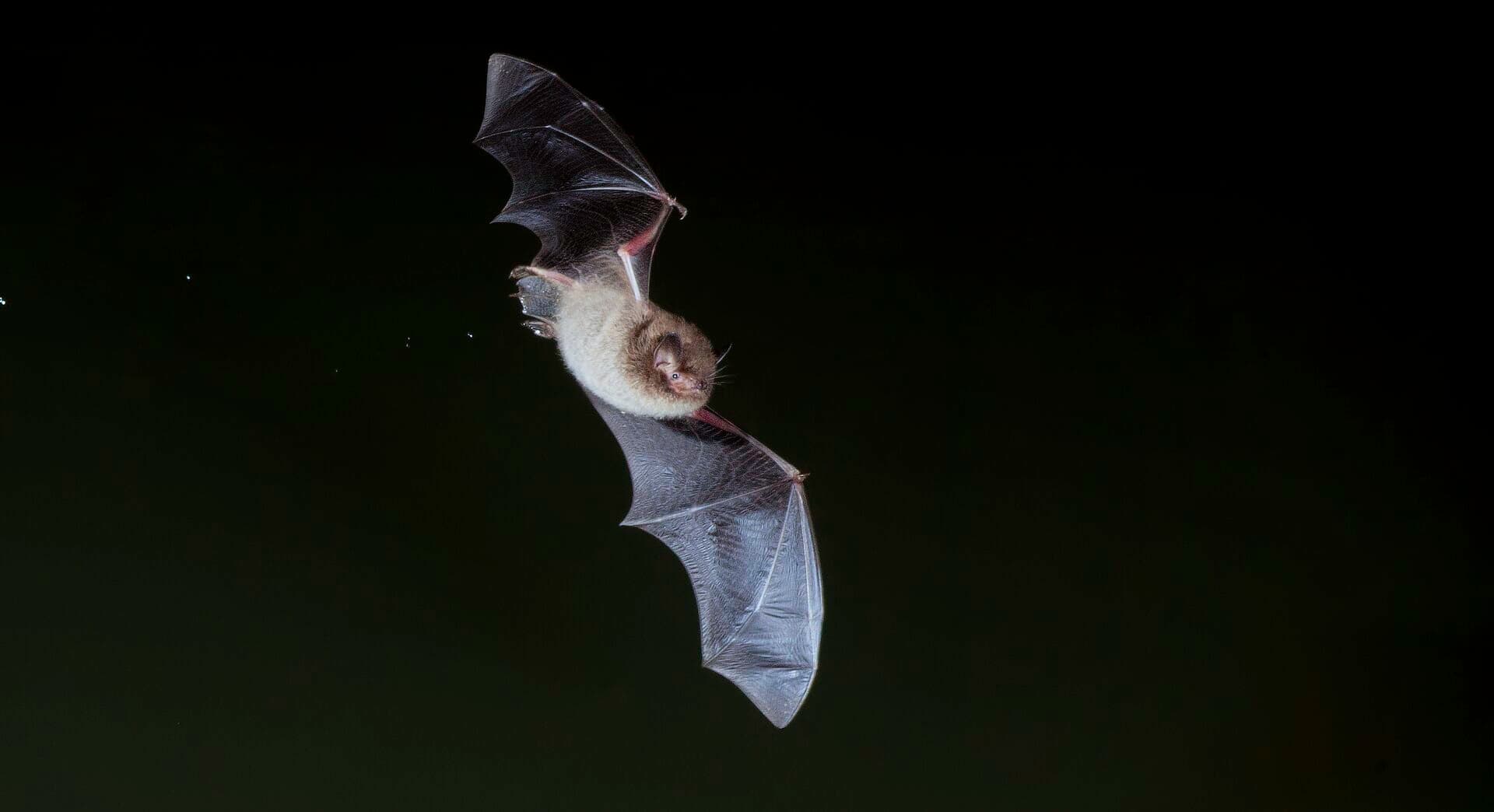 Championing Nature: Bat Walks at Camley Street (family walk)