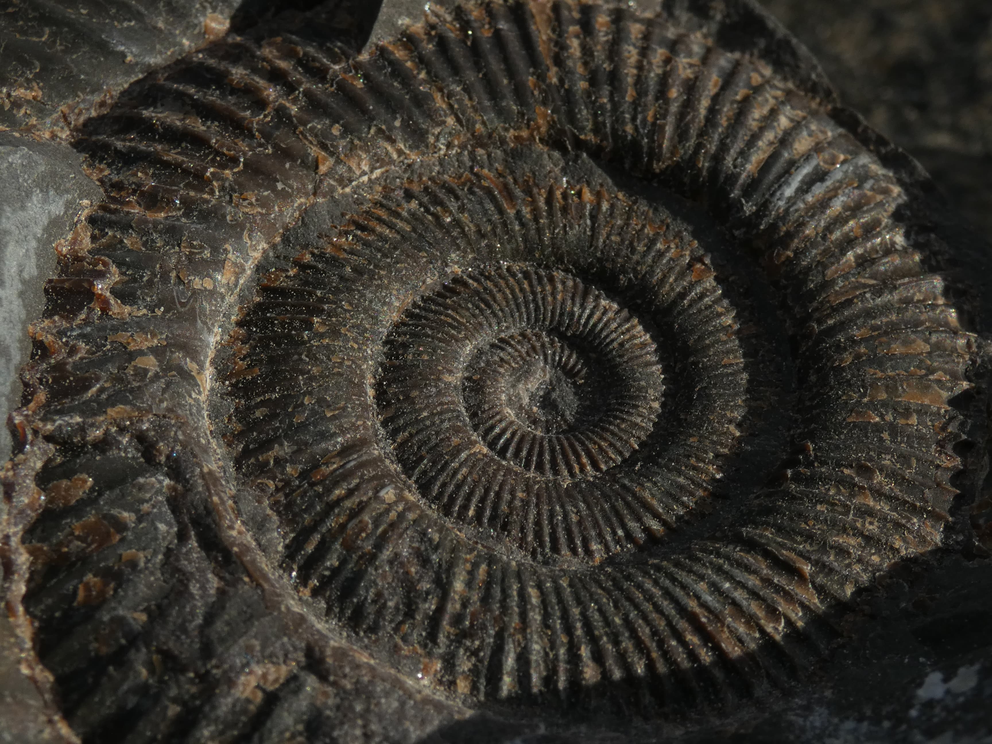 Fossil Fun at Spurn