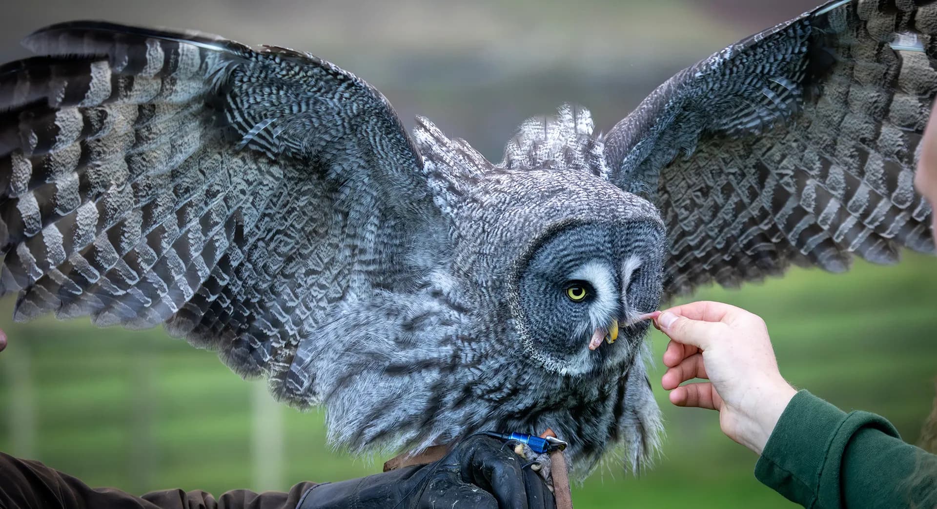 Halloween Group Owl Encounter