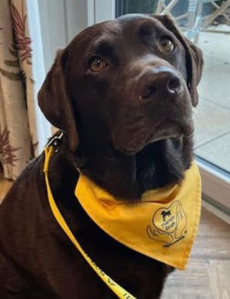 Storytime with Maximus the Therapy Dog
