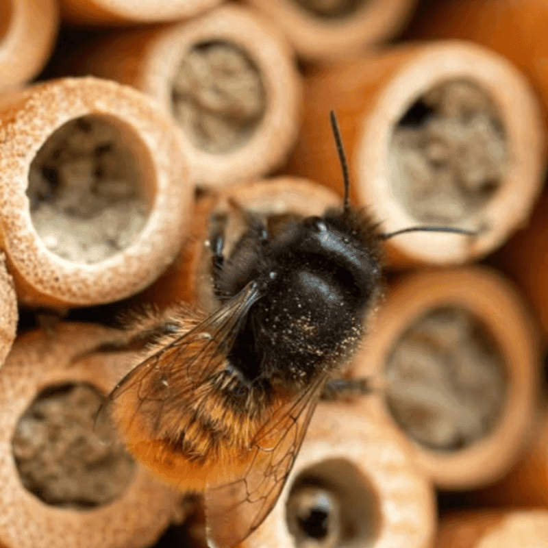 Family Bug Hotel Building at Rutland Water