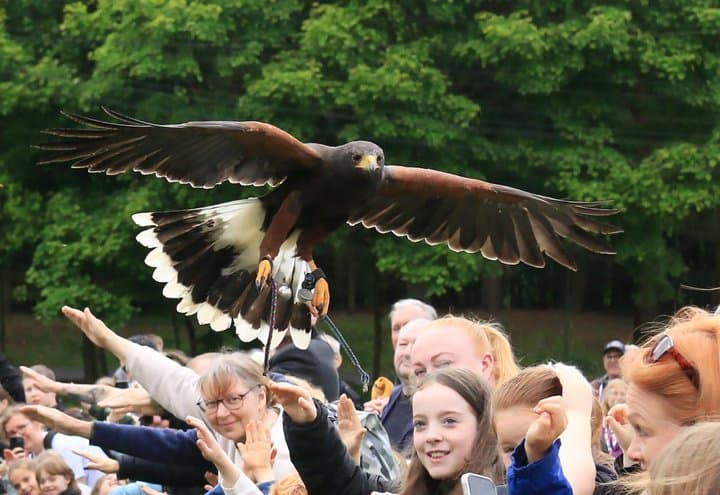 Birds of Prey Display