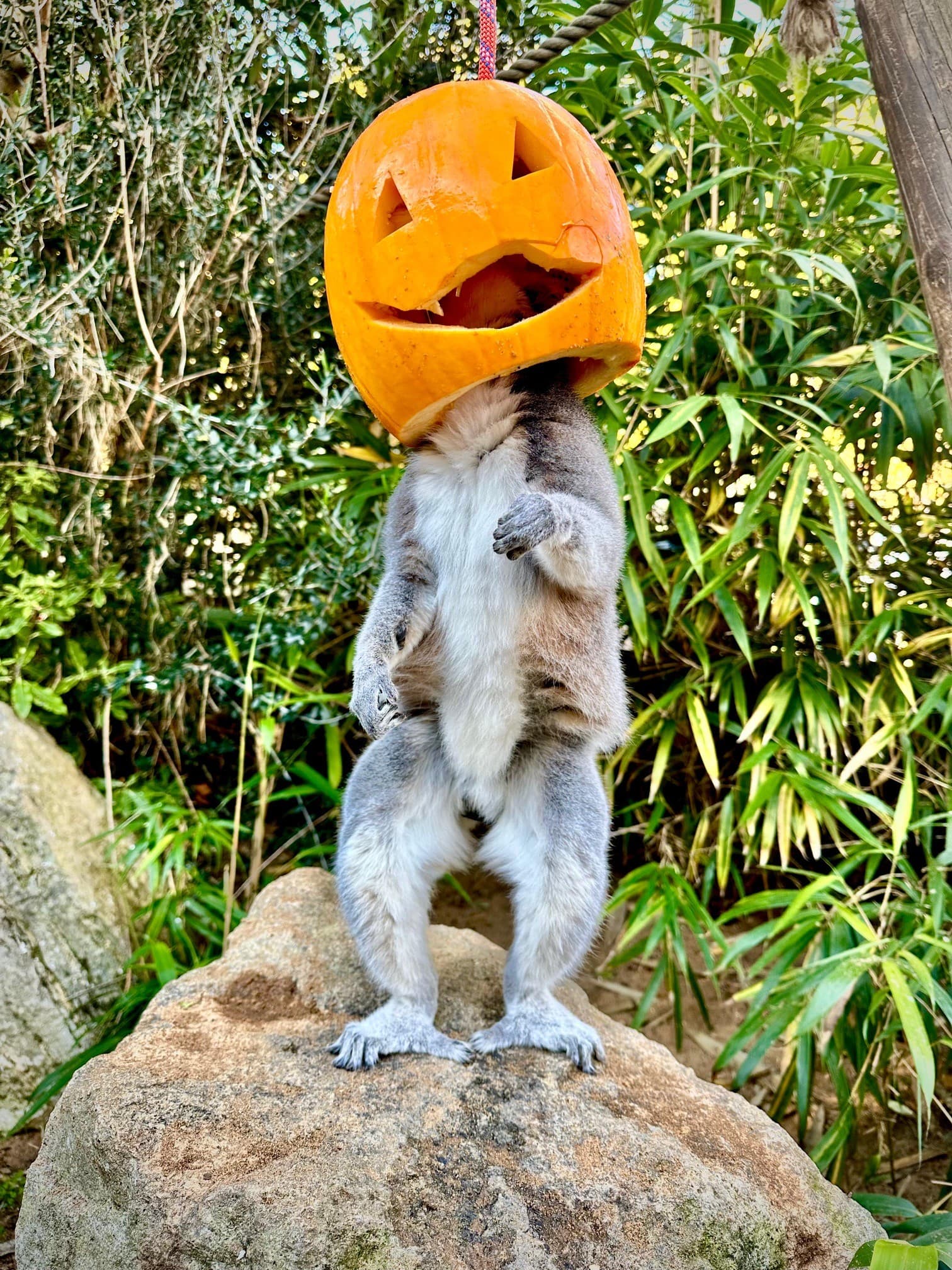 Not So Spooky Halloween at Battersea Park Children's Zoo